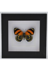 Nature Deco Callicore Cynosura underside in luxury 3D frame 12 x 12cm