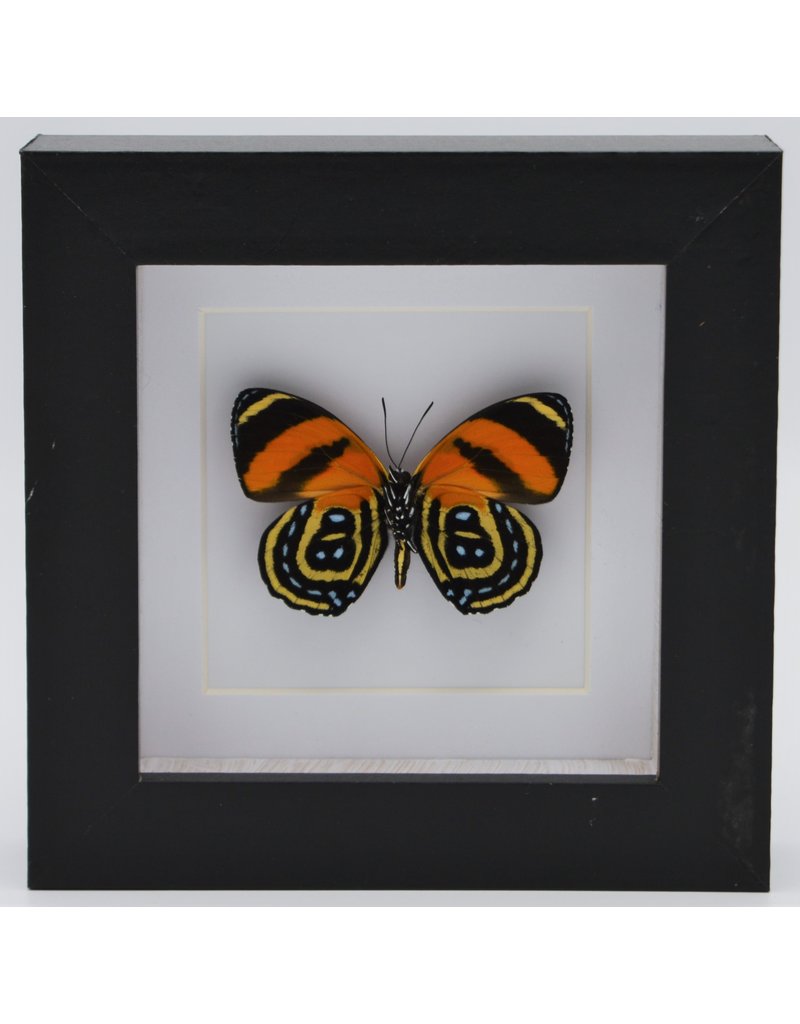 Nature Deco Callicore Cynosura onderkant  in luxe 3D lijst 12 x 12cm