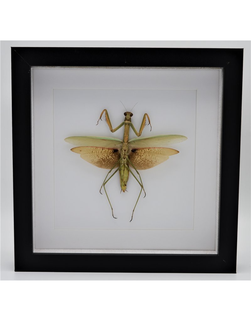 Nature Deco Green grashopper XL in luxury 3D frame 22 x 22cm