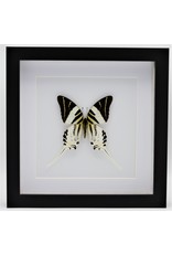 Nature Deco Graphium Androcles in luxury 3D frame 22 x 22cm