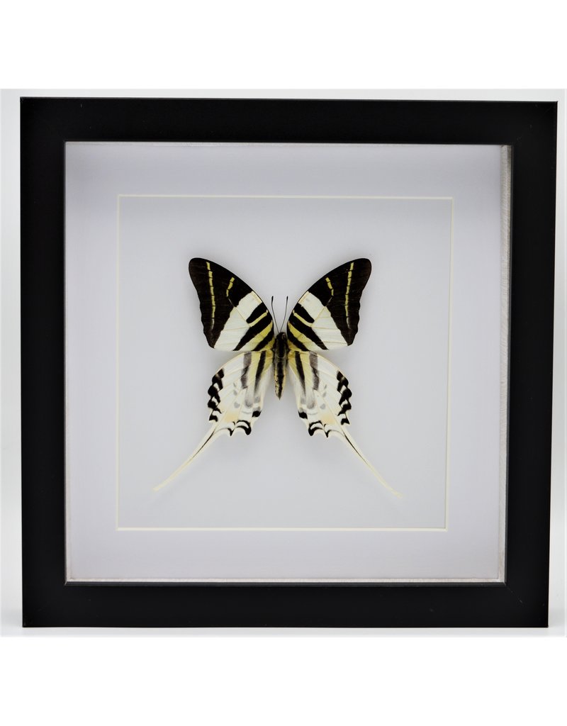 Nature Deco Graphium Androcles in luxury 3D frame 22 x 22cm