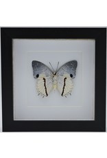 Nature Deco Charaxes Hadrianus in luxury 3D frame 17 x 17cm