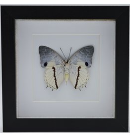 Nature Deco Charaxes Hadrianus in luxe 3D lijst