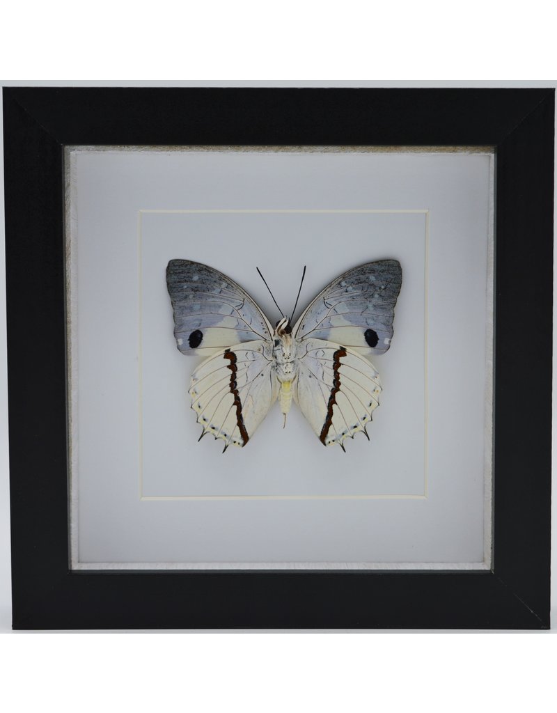 Nature Deco Charaxes Hadrianus in luxe 3D lijst 17 x 17cm