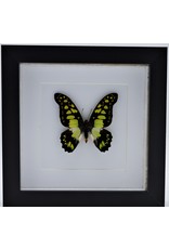 Nature Deco Graphium Tyndareus in luxe 3D lijst 17 x 17cm