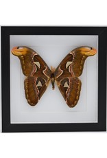 Nature Deco Attacus Atlas in luxe 3D lijst 22 x 22cm