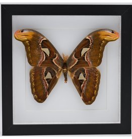 Nature Deco Attacus Atlas in luxe 3D lijst