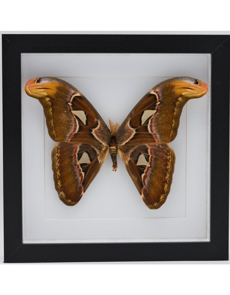 Nature Deco Attacus Atlas in luxe 3D lijst 22 x 22cm