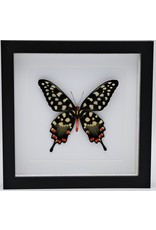 Nature Deco Papilio Antenor in luxury 3D frame 22 x 22cm