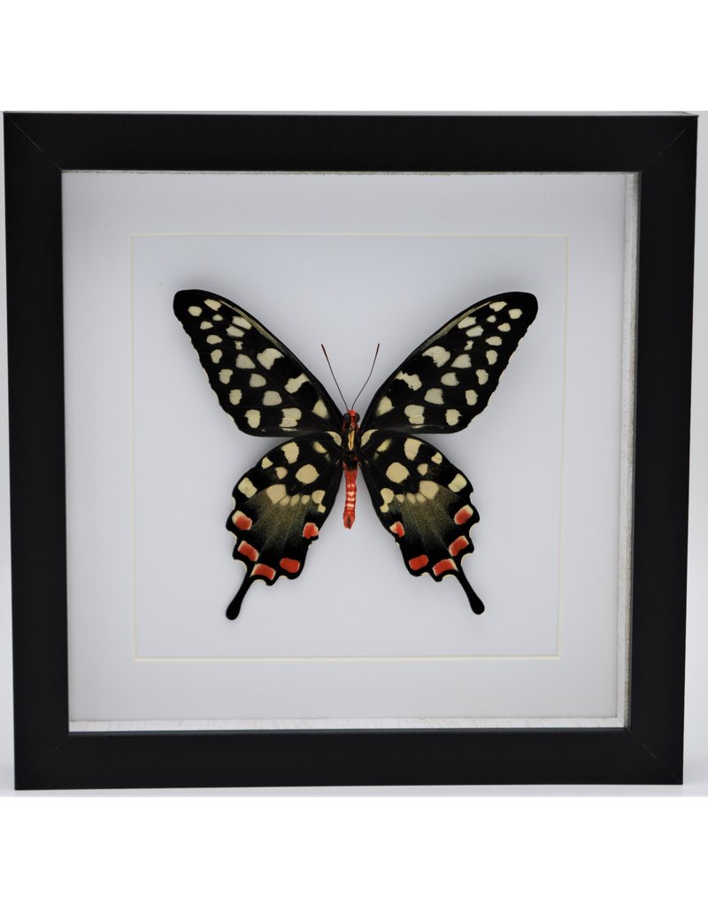 Nature Deco Papilio Antenor in luxury 3D frame 22 x 22cm