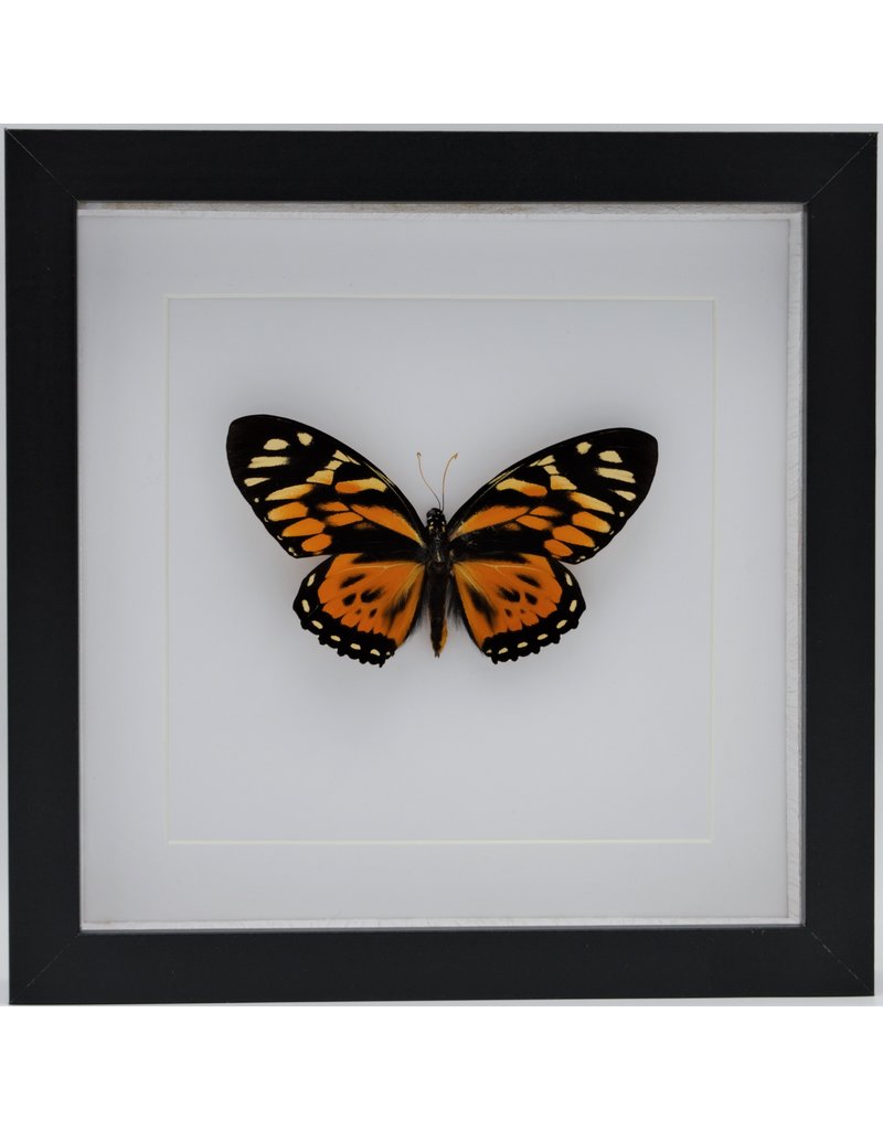Nature Deco Papilio Zagreus in luxe 3D lijst 22 x 22cm