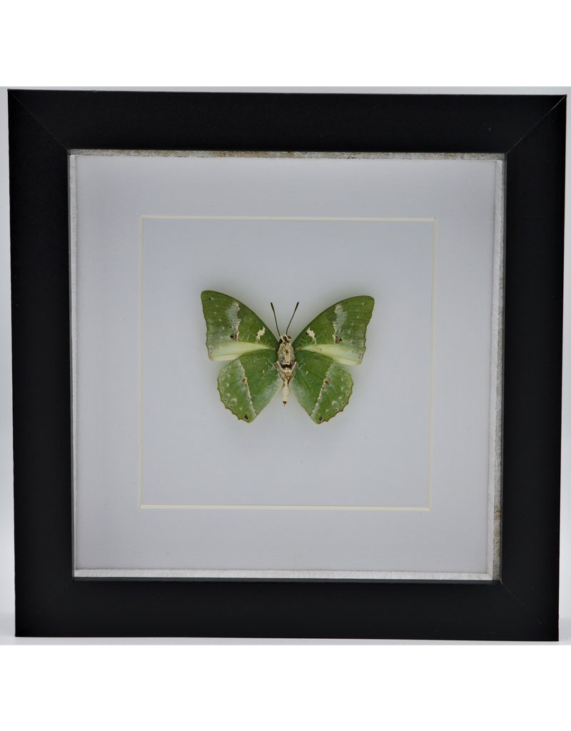 Nature Deco Charaxes Eupale in luxury 3D frame 17 x 17cm