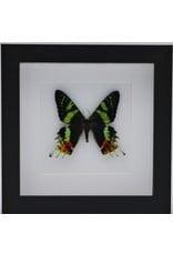 Nature Deco Urania Ripheus upside in luxury 3D frame 17 x17cm