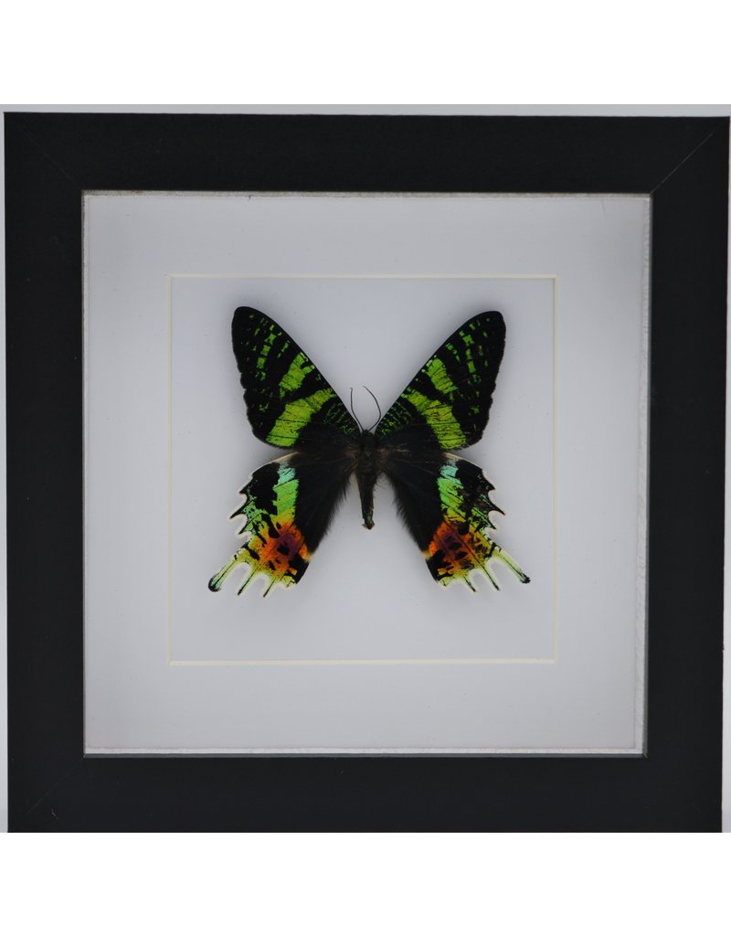 Nature Deco Urania Ripheus upside in luxury 3D frame 17 x17cm