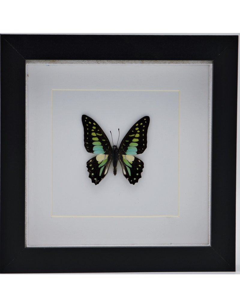 Nature Deco Graphium Doson in luxe 3D lijst 17 x 17cm