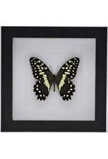 Nature Deco Papilio Demodocus in luxury 3D frame 17 x 17cm