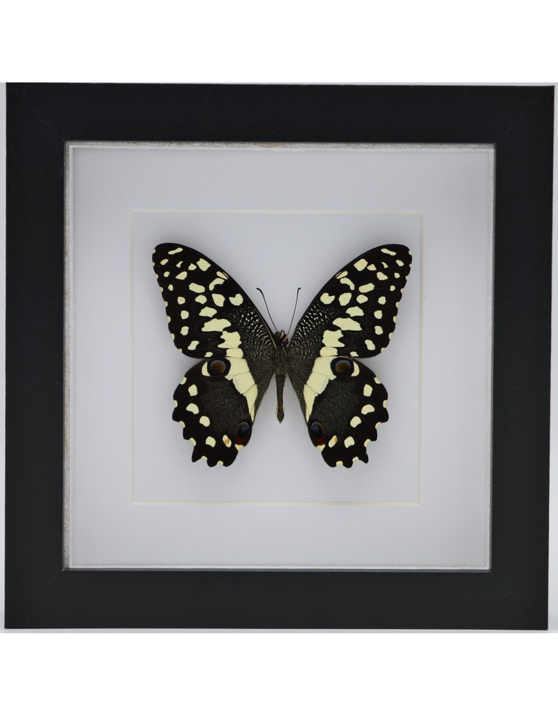 Nature Deco Papilio Demodocus in luxury 3D frame 17 x 17cm