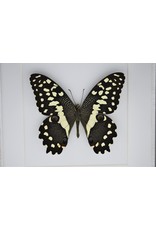 Nature Deco Papilio Demodocus in luxury 3D frame 17 x 17cm