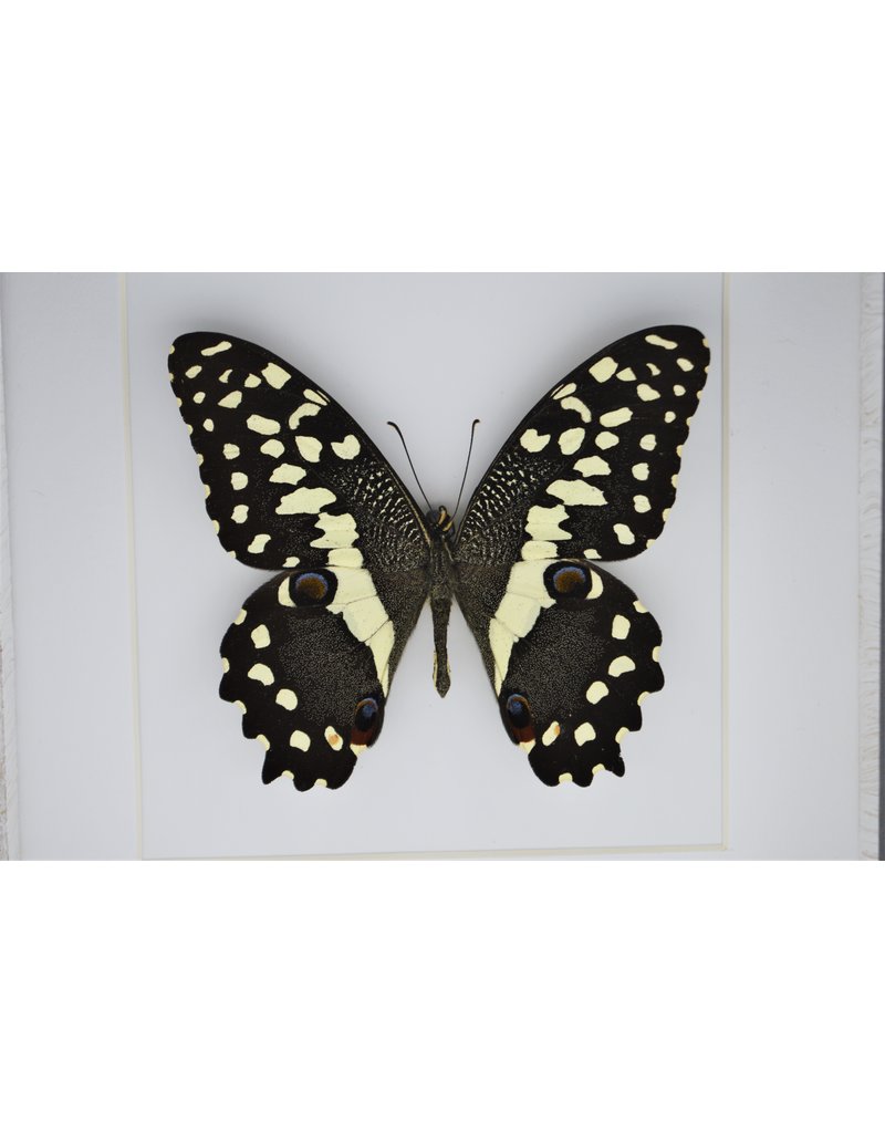 Nature Deco Papilio Demodocus in luxury 3D frame 17 x 17cm