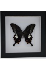 Nature Deco Papilio Helenus in luxury 3D frame 17 x 17cm