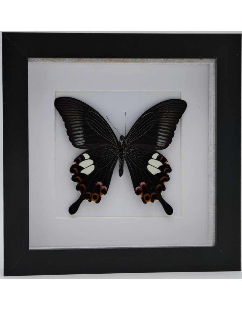 Nature Deco Papilio Helenus in luxury 3D frame 17 x 17cm