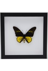 Nature Deco Troides Cuneifera male in luxury 3D frame  22 x 22cm