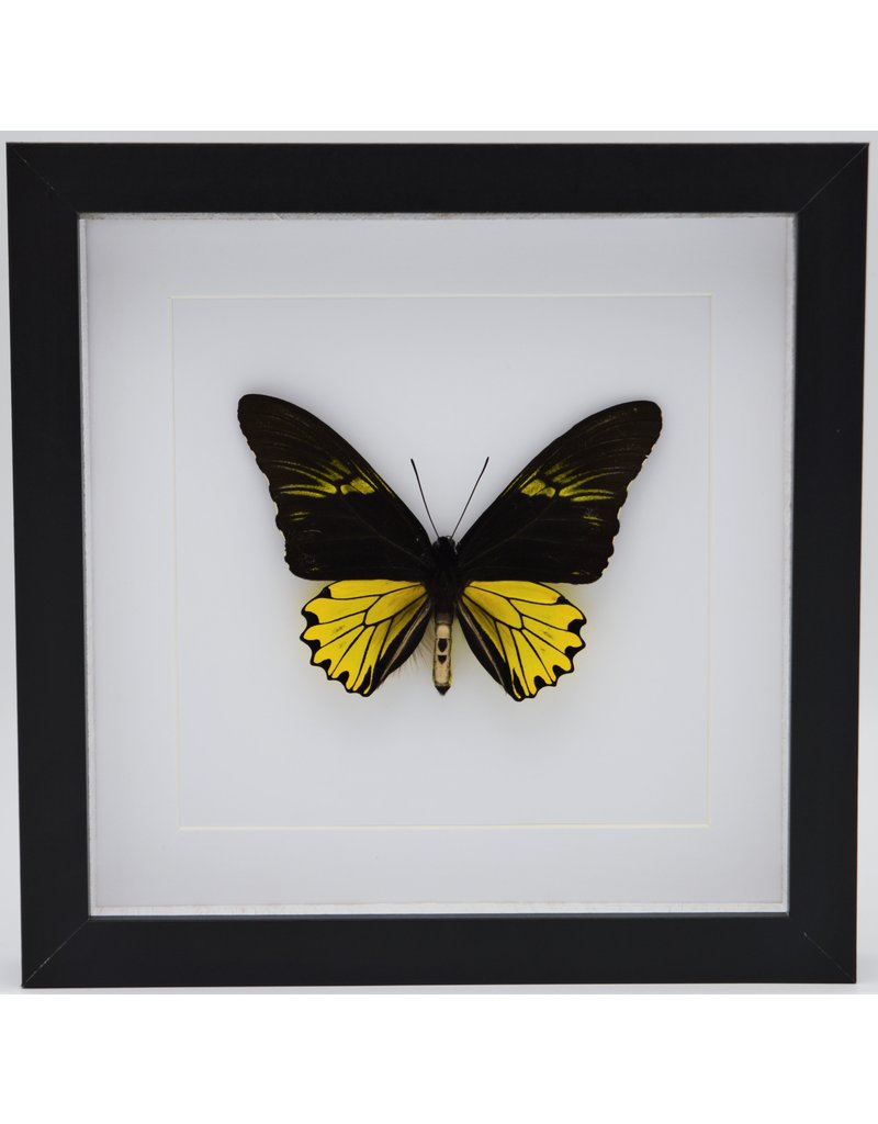 Nature Deco Troides Cuneifera male in luxury 3D frame  22 x 22cm