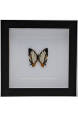 Nature Deco Cyrestis Thyodamas in luxury 3D frame 17 x 17cm