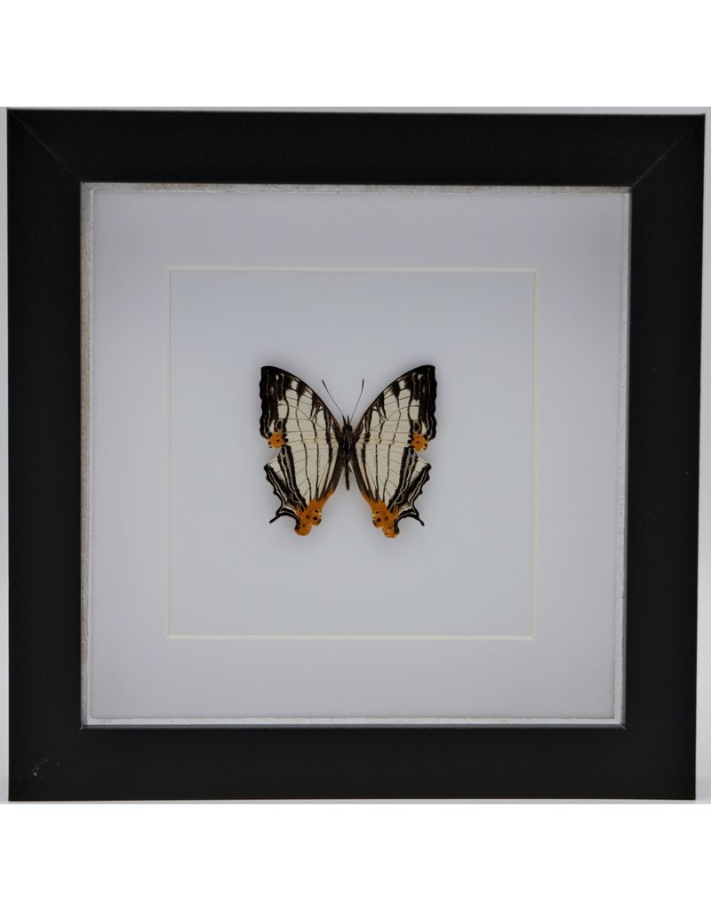 Nature Deco Cyrestis Thyodamas in luxe 3D lijst 17 x 17cm