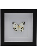 Nature Deco Belenois Calypso in luxury 3D frame 17 x 17cm