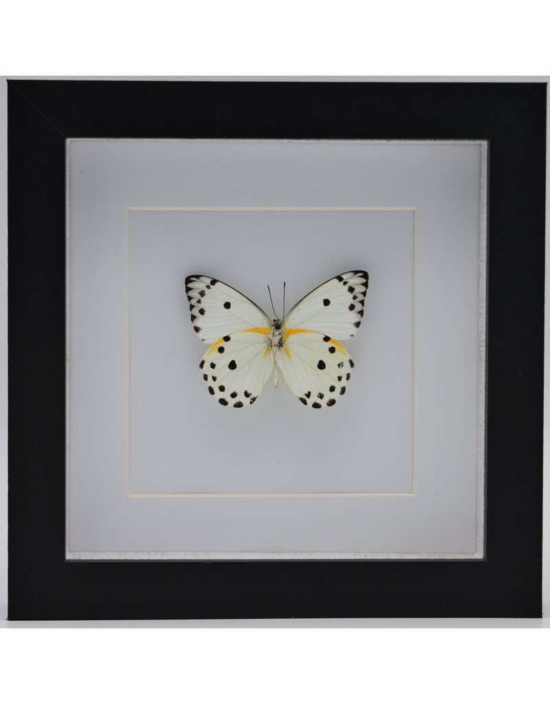 Nature Deco Belenois Calypso in luxury 3D frame 17 x 17cm