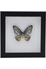 Nature Deco Graphium Delessertii iunderside n luxury 3D frame 17 x 17cm