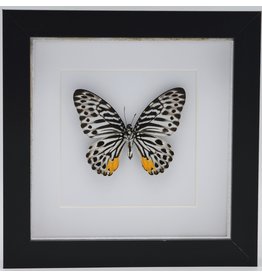 Nature Deco Graphium Delessertii  underside in luxury 3D frame