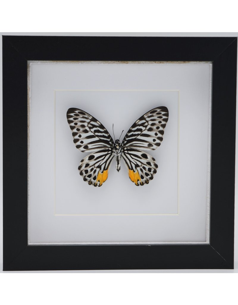 Nature Deco Graphium Delessertii iunderside n luxury 3D frame 17 x 17cm