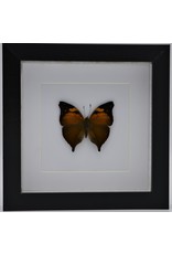 Nature Deco Doleschallia Bisaltide uperside in luxury 3D frame 17 x 17cm