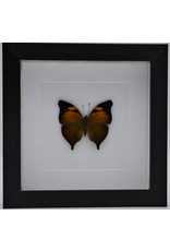 Nature Deco Doleschallia Bisaltide uperside in luxury 3D frame 17 x 17cm