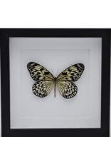 Nature Deco Idea Leuconoe in luxury 3D frame 22 x 22cm