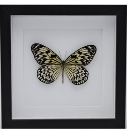 Nature Deco Idea Leuconoe in luxury 3D frame