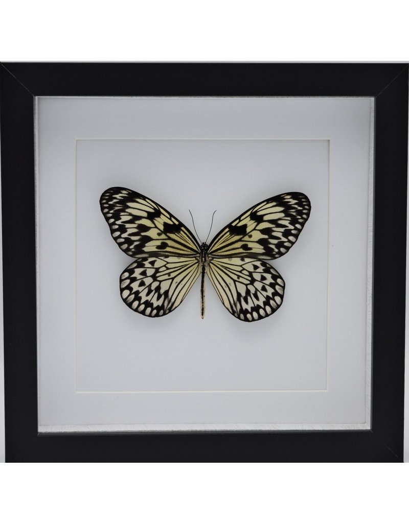 Nature Deco Idea Leuconoe in luxury 3D frame 22 x 22cm