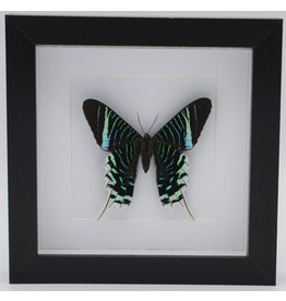 Nature Deco Urania Leilus underside in luxury 3D frame