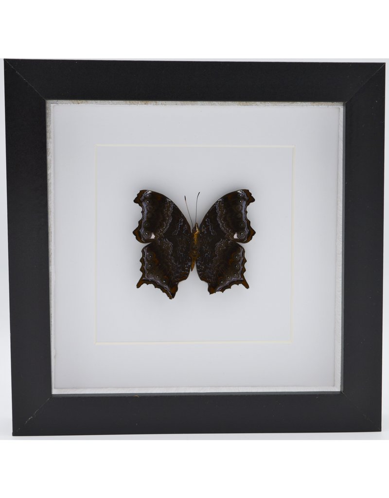 Nature Deco Rhinopalpa Polynice underside in luxury 3D frame 17 x 17cm