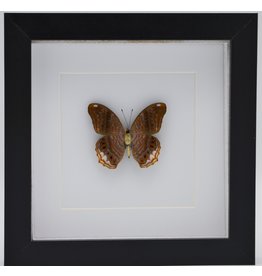 Nature Deco Terinos Terpander in luxury 3D frame