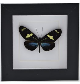 Nature Deco Heliconius Doris Eratonius blauw in luxe 3D lijst