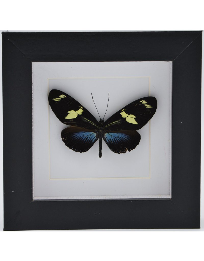 Nature Deco  Heliconius Doris Eratonius blauw in luxe 3D lijst 12 x 12cm