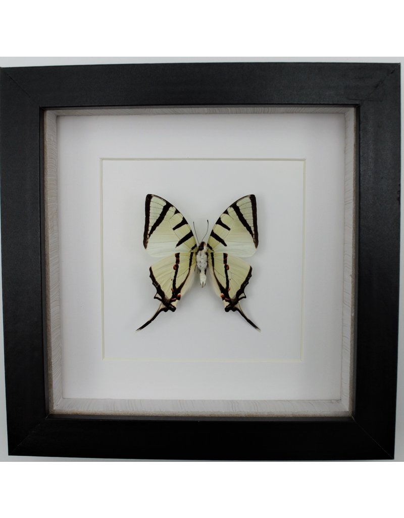 Nature Deco Graphium agetes bottom  in luxury 3D frame 17 x 17cm