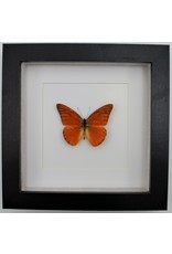 Nature Deco Appias Nero in luxury 3D frame 17 x 17cm