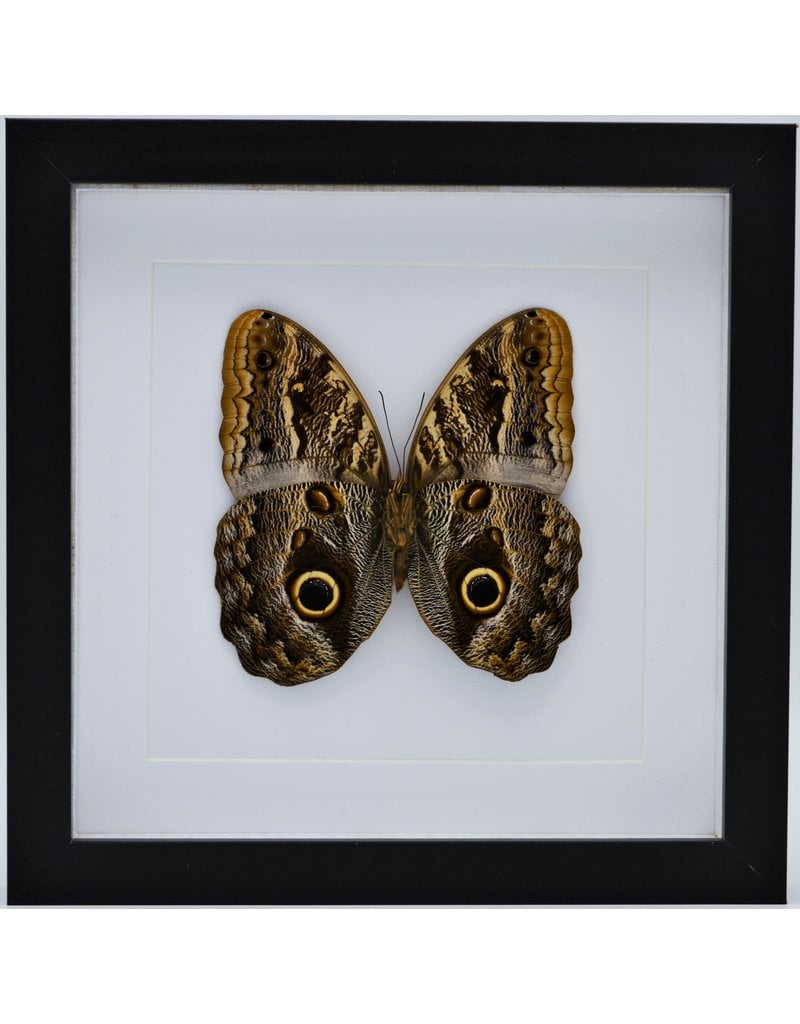 Nature Deco Caligo Telamonius (Owl eye butterfly) in luxury 3D frame 22 x 22 cm