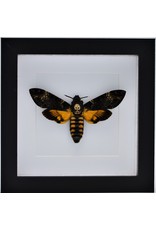 Nature Deco Acherontia atropos (Death head hawk moth) in luxury 3D frame 17 x 17cm