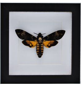 Nature Deco Acherontia atropos (Death head hawk moth) in luxury 3D frame