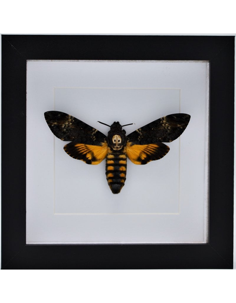 Nature Deco Acherontia atropos (doodshoofdvlinder) in luxe 3D lijst 17 x 17cm